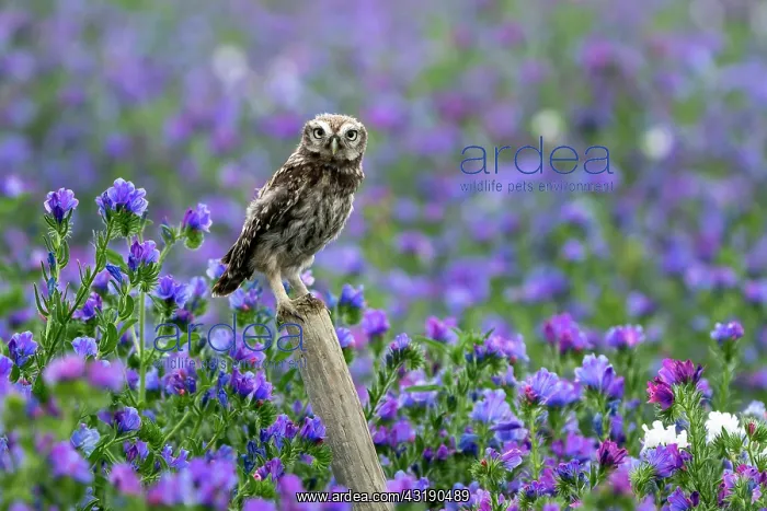 : little owl (Athene noctua) perched on a post amongst : little owl (Athene noctua) perched on a post amongst
