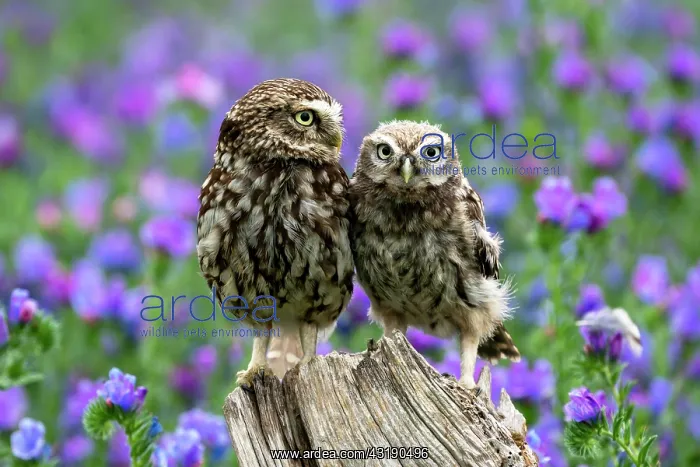 : Little owl (Athene noctua) perched on a post amongst : Little owl (Athene noctua) perched on a post amongst