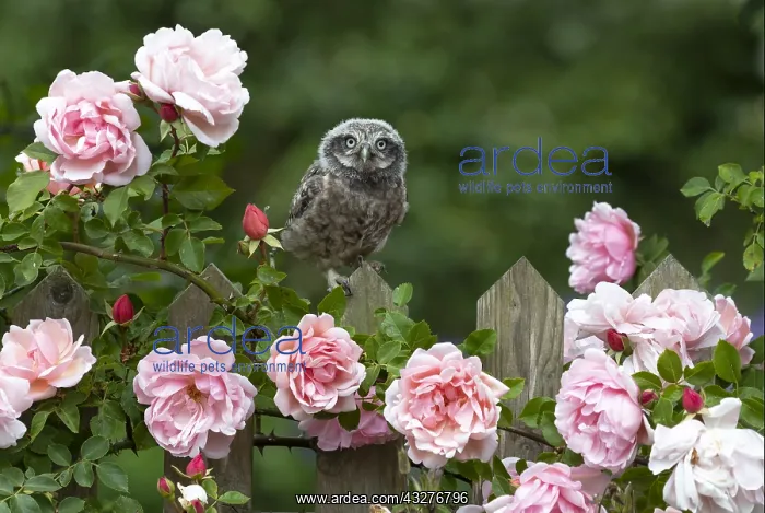 : Little owl (Athene noctua) perched amongst roses : Little owl (Athene noctua) perched amongst roses