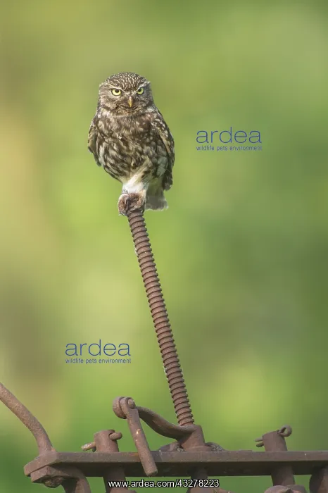: Little Owl (Athene noctua) perched on rusty pos : Little Owl (Athene noctua) perched on rusty pos