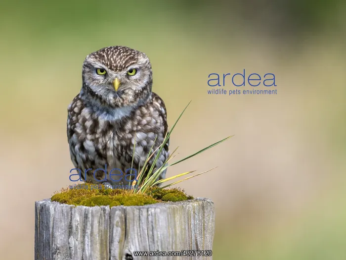 : Little Owl (Athene noctua) on a pole and lookin : Little Owl (Athene noctua) on a pole and lookin