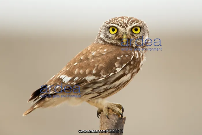 : Little Owl (Athene noctua) on a pole looking to : Little Owl (Athene noctua) on a pole looking to