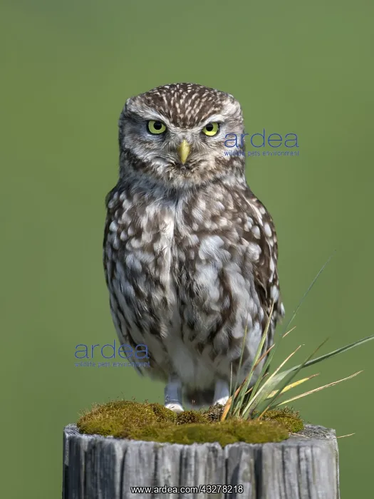  : Little Owl (Athene noctua) on a pole, The Nethe