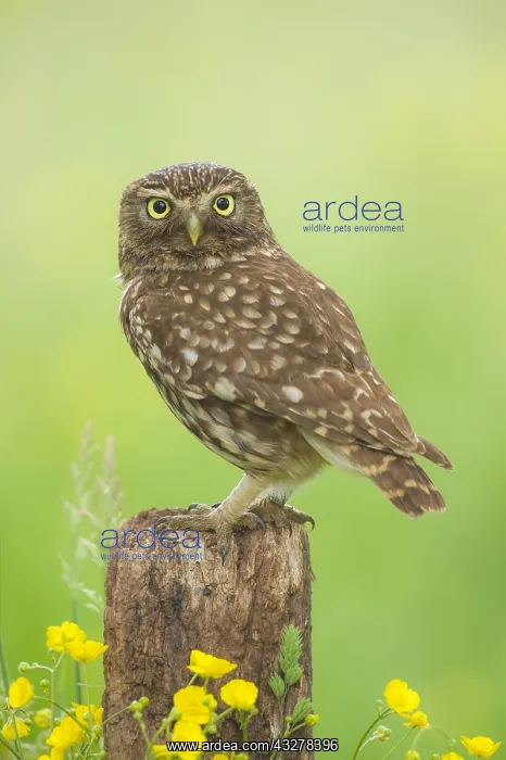 : Little Owl (Athene noctua) on a pole, The Nethe : Little Owl (Athene noctua) on a pole, The Nethe