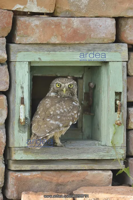 : Little Owl (Athene noctua) posed on an old window : Little Owl (Athene noctua) posed on an old window