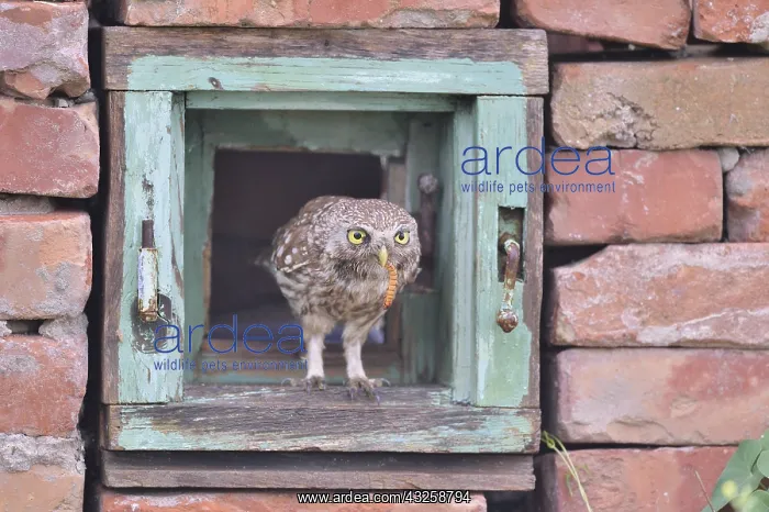  : Little Owl (Athene noctua) posed on an old window
