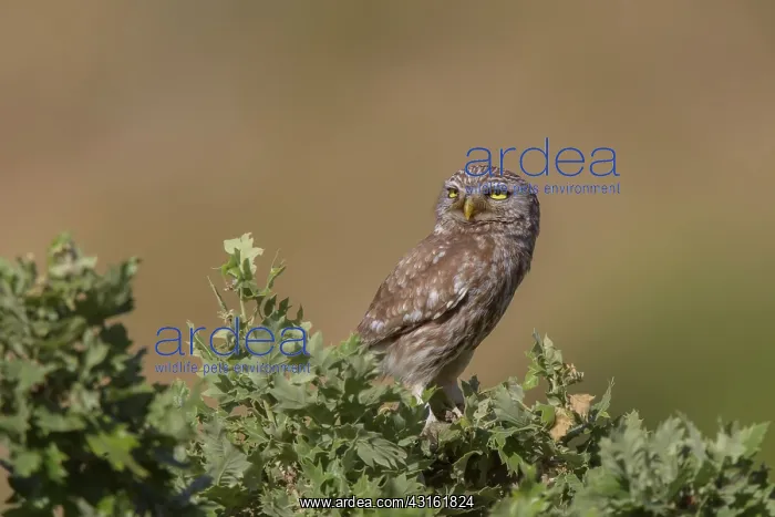 : Oak. Little Owl (Athene noctua) resting on unidentifeid Oak (Quercus sp), Greece, Lesvos : Oak. Little Owl (Athene noctua) resting on unidentifeid Oak (Quercus sp), Greece, Lesvos