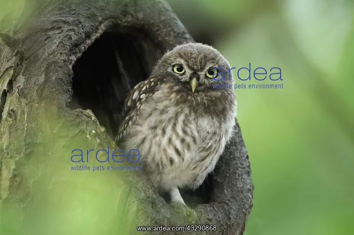 : Little Owl (Athene Noctua) sitting in tree cavi : Little Owl (Athene Noctua) sitting in tree cavi