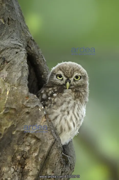 : Little Owl (Athene Noctua) sitting in tree cavi : Little Owl (Athene Noctua) sitting in tree cavi