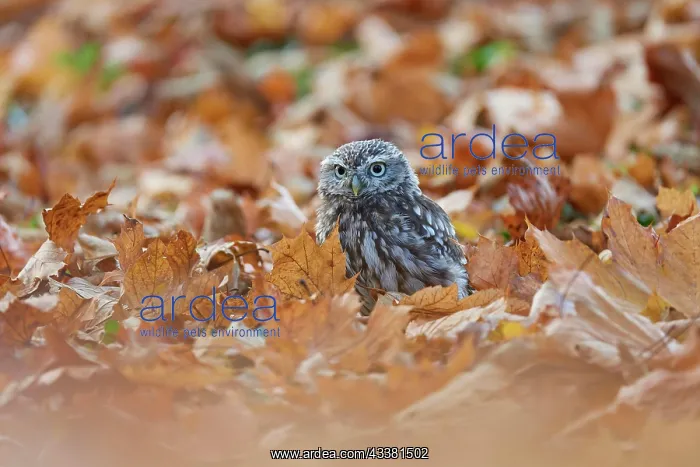 : Little Owl (Athene noctua), sitting vigilantly o : Little Owl (Athene noctua), sitting vigilantly o