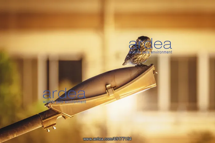 : A little owl (Athene noctua) on a street lamp : A little owl (Athene noctua) on a street lamp