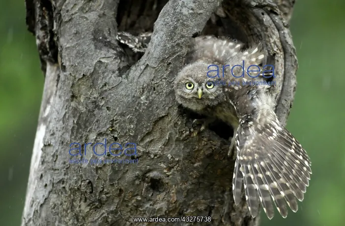 : Little Owl (Athene Noctua) in tree cavity with : Little Owl (Athene Noctua) in tree cavity with