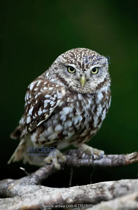 : Little owl (Athene noctua), (Tyto alba), adult : Little owl (Athene noctua), (Tyto alba), adult