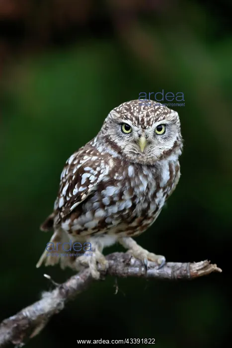 : Little owl (Athene noctua), (Tyto alba), adult : Little owl (Athene noctua), (Tyto alba), adult