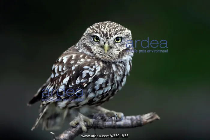 : Little owl (Athene noctua), (Tyto alba), adult : Little owl (Athene noctua), (Tyto alba), adult