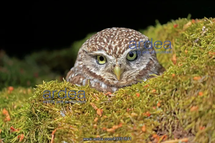 : Little owl (Athene noctua), (Tyto alba), adult : Little owl (Athene noctua), (Tyto alba), adult