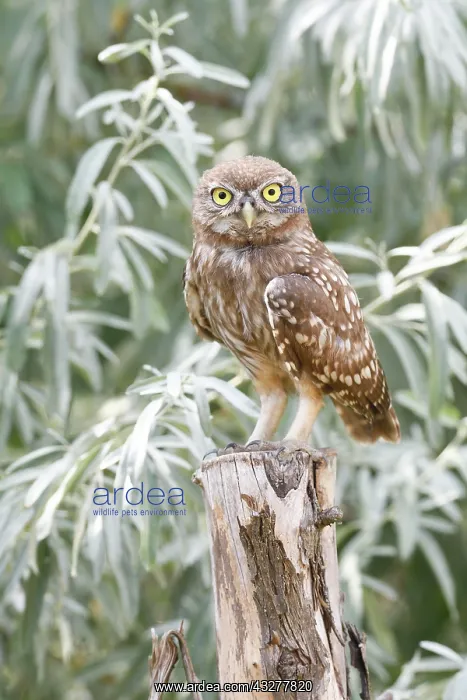 : Little owl (Athene noctua), young bird standing : Little owl (Athene noctua), young bird standing
