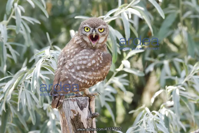 : Little owl (Athene noctua), young bird standing : Little owl (Athene noctua), young bird standing