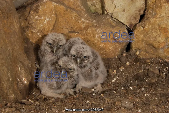 : Little owl (Athene noctua) young birds in breeding : Little owl (Athene noctua) young birds in breeding
