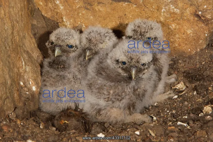 : Little Owl (Athene noctua) young birds in breeding : Little Owl (Athene noctua) young birds in breeding
