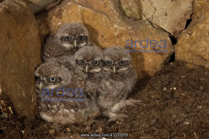 : Little Owl (Athene noctua) young birds in breeding : Little Owl (Athene noctua) young birds in breeding