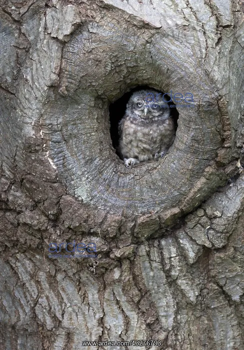 : Little owl (Athene noctua) young at the entrance : Little owl (Athene noctua) young at the entrance