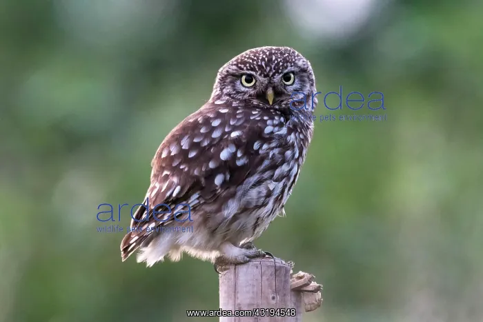 : Little Owl (Athene noctuo) on his sitting warden : Little Owl (Athene noctuo) on his sitting warden