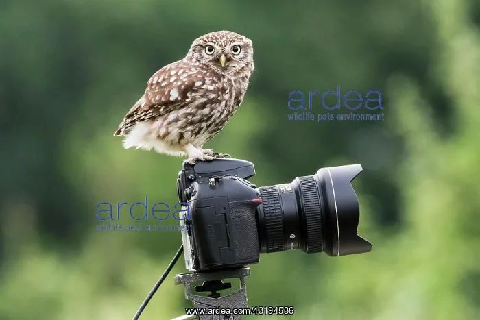 : Little Owl (Athene noctuo) uses camera as seat-waiter : Little Owl (Athene noctuo) uses camera as seat-waiter
