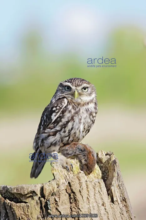 : Little Owl - with bank vole prey : Little Owl - with bank vole prey