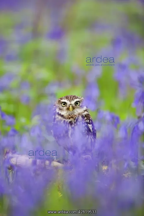 : Little Owl - in bluebell wood : Little Owl - in bluebell wood
