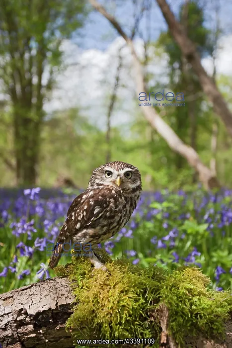 : Little Owl - in bluebell wood : Little Owl - in bluebell wood
