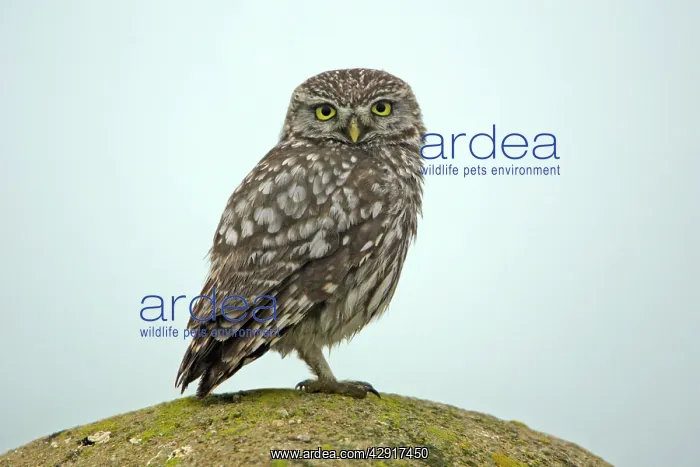 : Little Owl - on boulder : Little Owl - on boulder