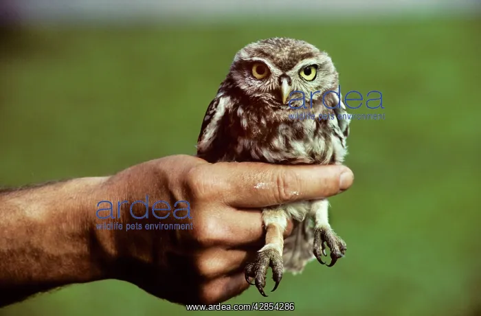 : Little Owl - with casted / banadaged leg in human hand : Little Owl - with casted / banadaged leg in human hand