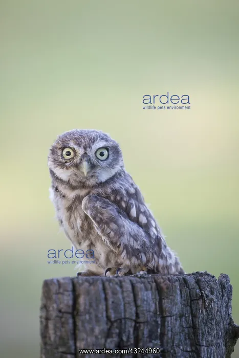 : Little Owl - chick standing on a post - Germany : Little Owl - chick standing on a post - Germany