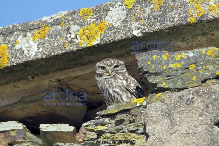 : Little Owl - in derelict farm building : Little Owl - in derelict farm building