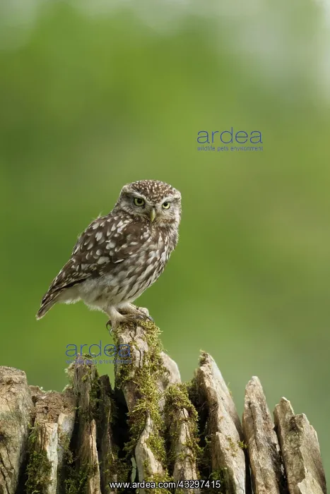 : Little Owl - on dry stone wall - May : Little Owl - on dry stone wall - May