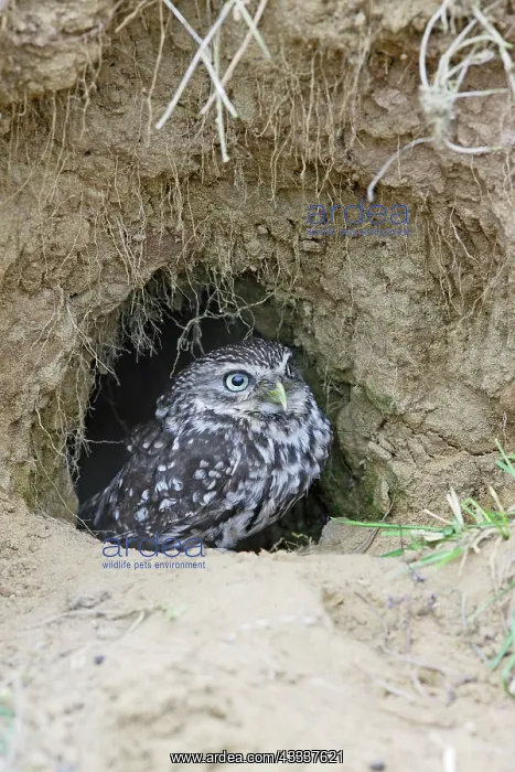 : Little Owl - emerges from rabbit burrow : Little Owl - emerges from rabbit burrow