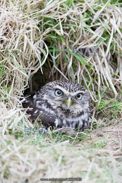 : Little Owl - emerges from rabbit burrow : Little Owl - emerges from rabbit burrow