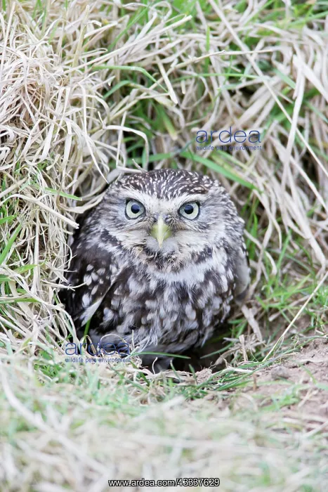 : Little Owl - emerges from rabbit burrow : Little Owl - emerges from rabbit burrow
