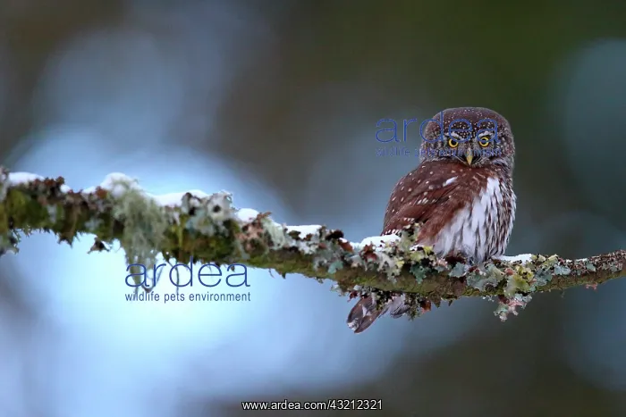 : Little Owl (Glaucidium passerinum) on a branch in : Little Owl (Glaucidium passerinum) on a branch in
