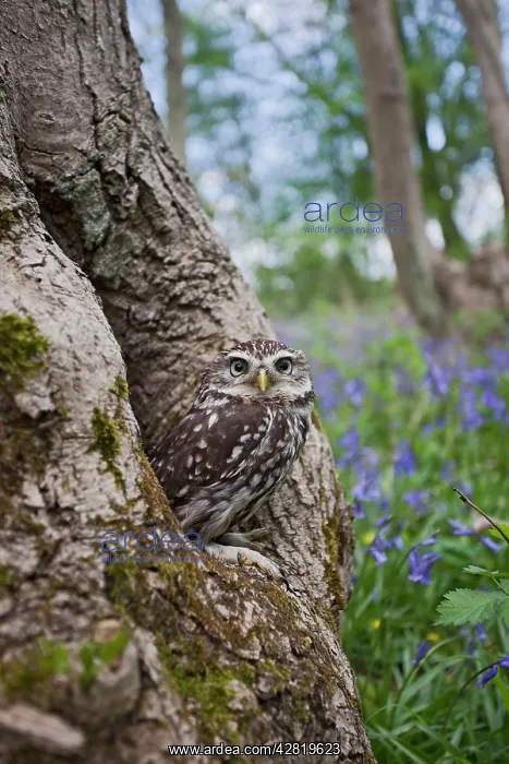 : Little Owl - in hole in tree : Little Owl - in hole in tree