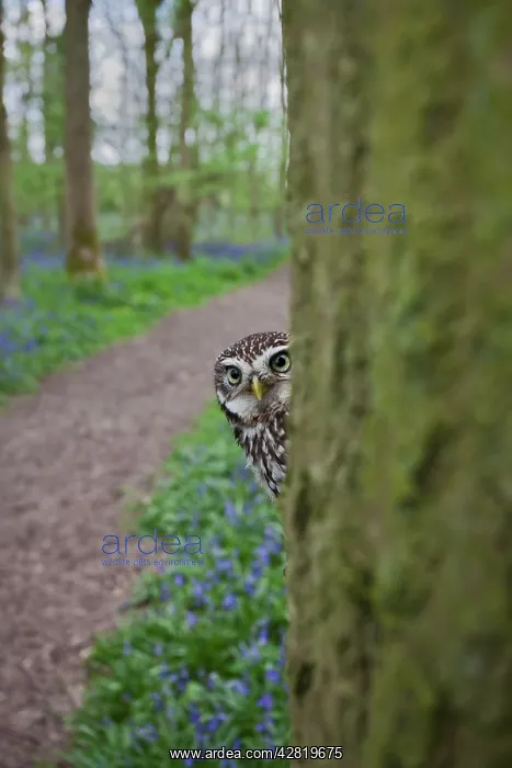 : Little Owl - in hole in tree : Little Owl - in hole in tree