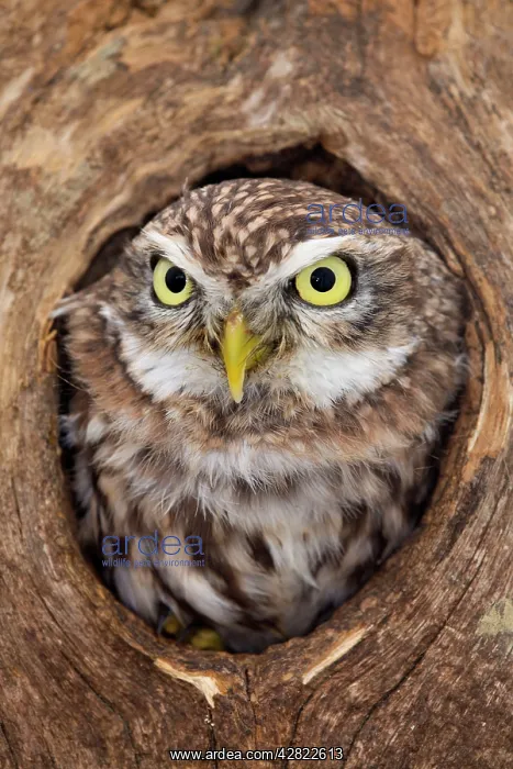 : Little Owl - in hole in tree : Little Owl - in hole in tree