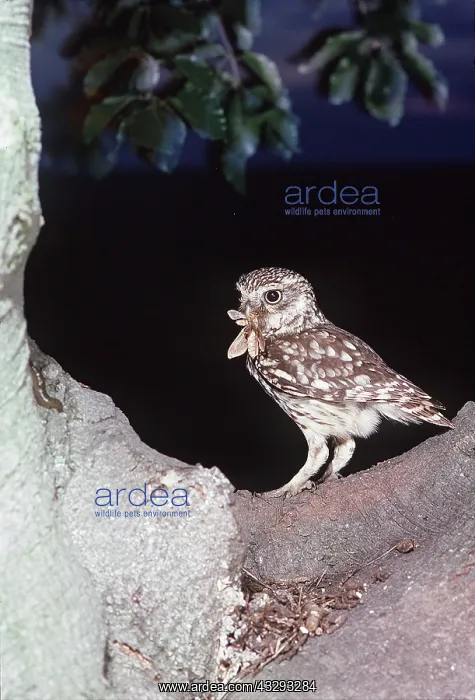 : LITTLE OWL - with insect prey in beak : LITTLE OWL - with insect prey in beak