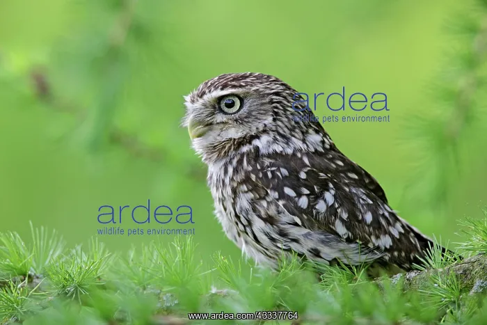 : Little Owl - in larch tree : Little Owl - in larch tree