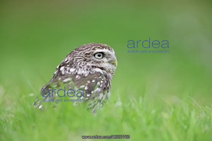 : Little Owl - in long grass : Little Owl - in long grass
