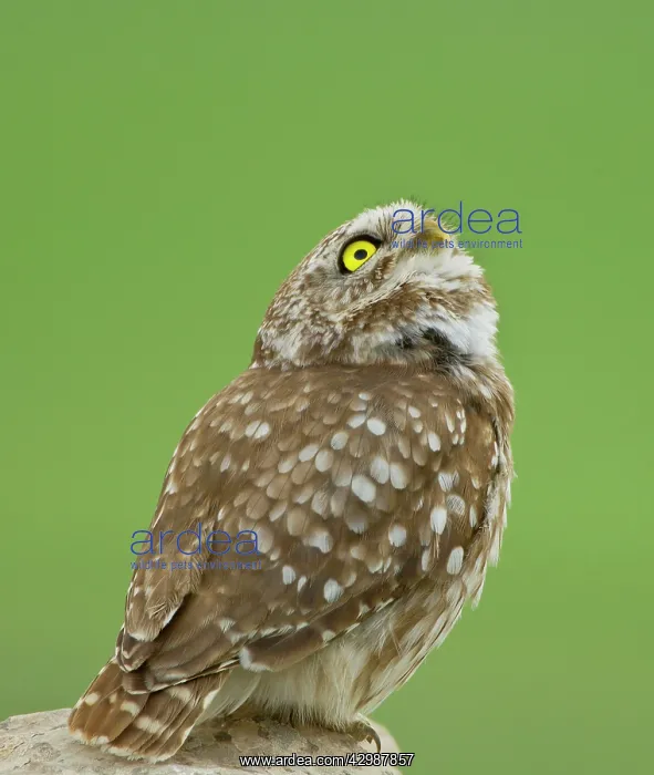 : Little Owl - looking alarmed up towards the sky : Little Owl - looking alarmed up towards the sky