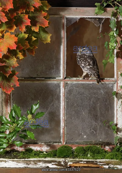 : Little owl - looking out of barn window : Little owl - looking out of barn window