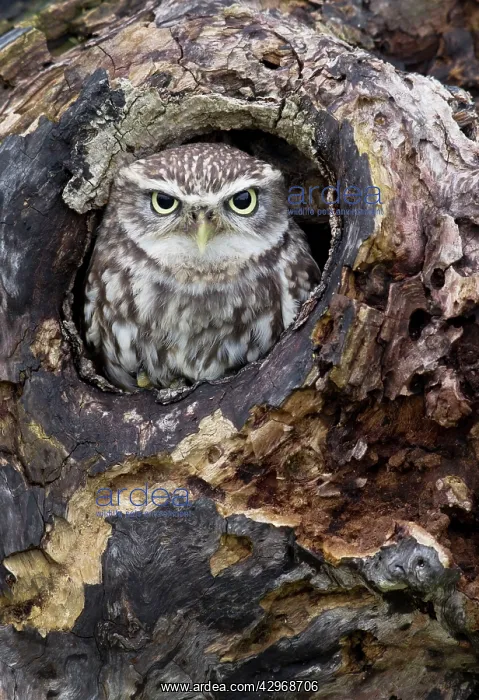  : Little Owl - looking out of a hole in an old tree