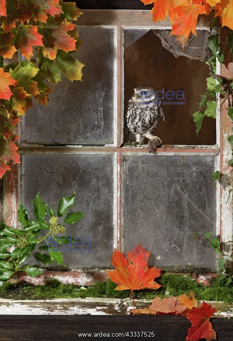 : Little owl - with mouse in barn window : Little owl - with mouse in barn window